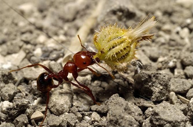 insect macro photography