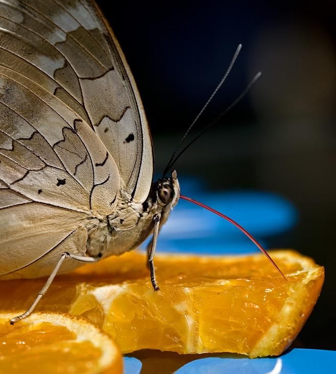 insect macro photography
