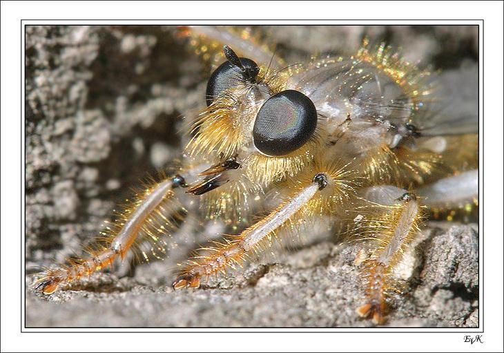 insect macro photography