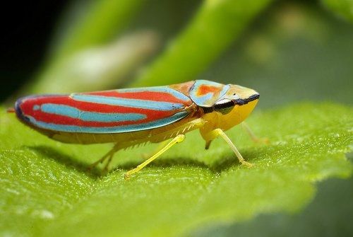 insect macro photography