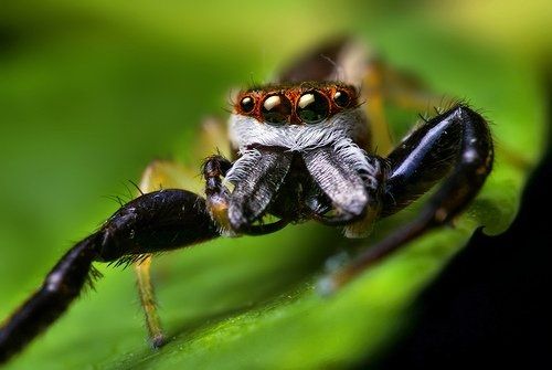 insect macro photography