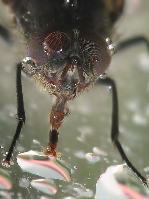 insect macro photography