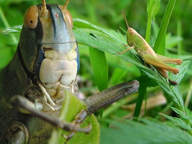 insect macro photography