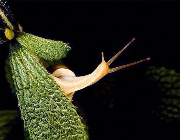 insect macro photography