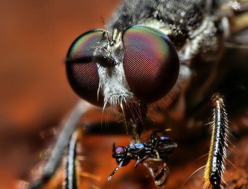 insect macro photography