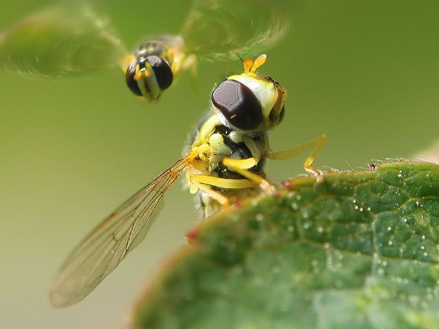 insect macro photography