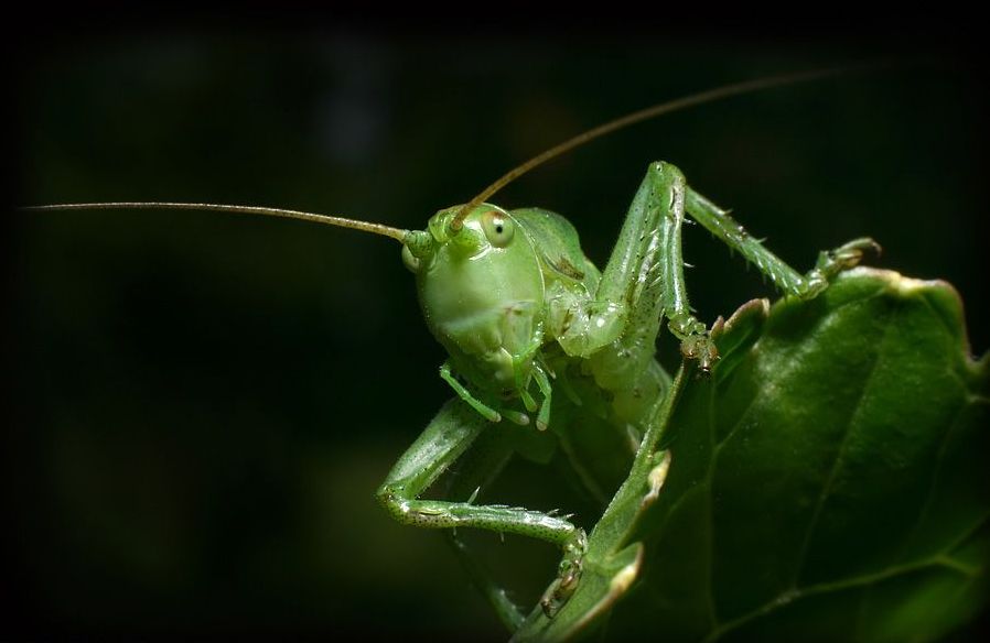 insect macro photography