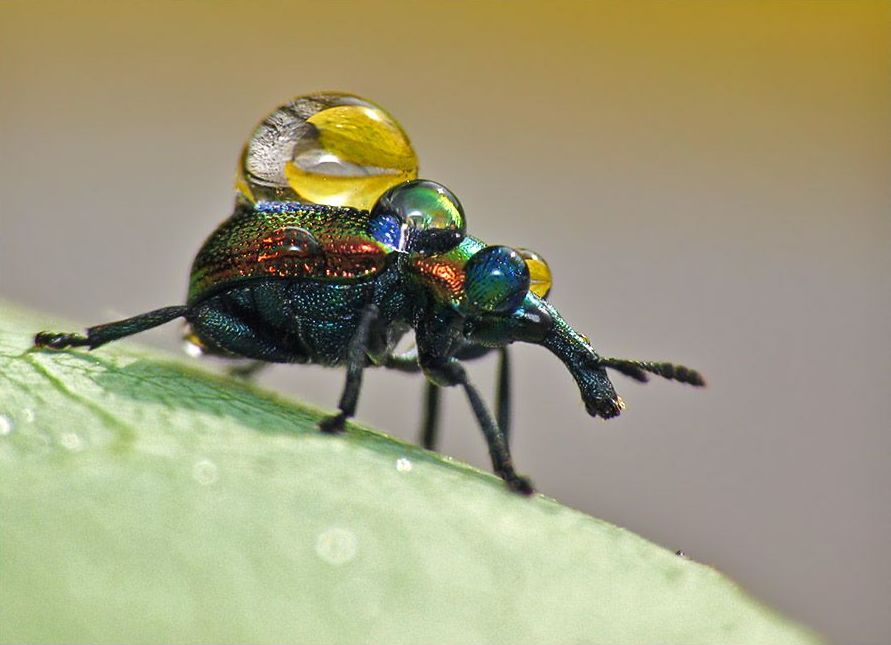 insect macro photography