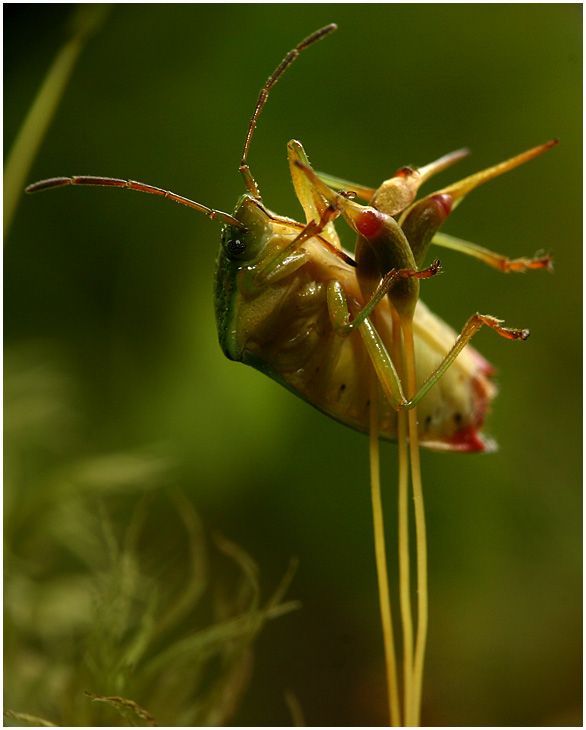 insect macro photography