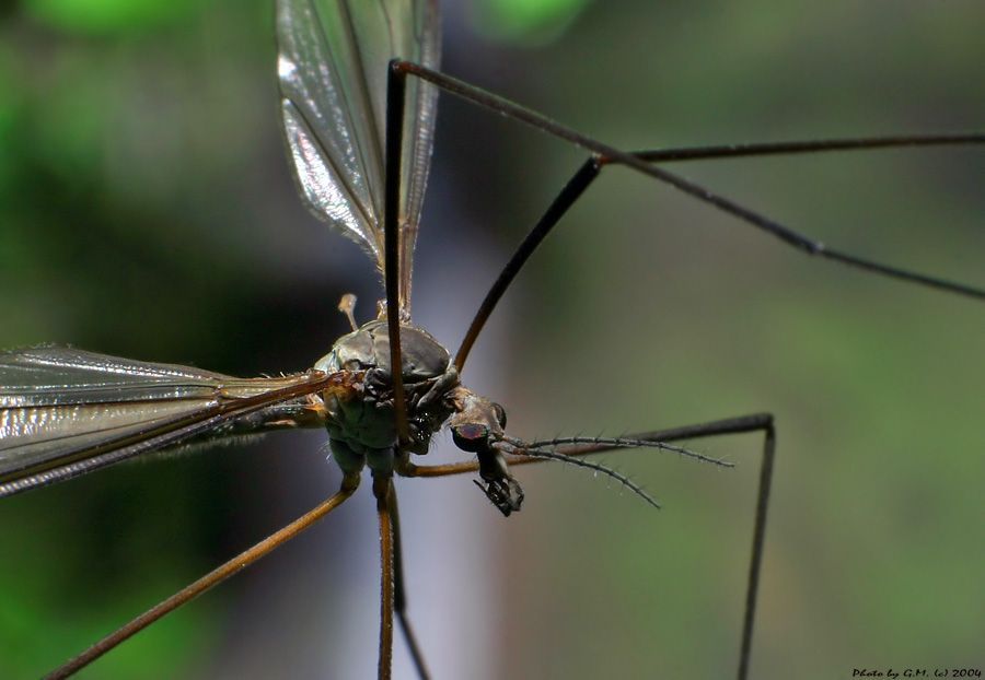 insect macro photography