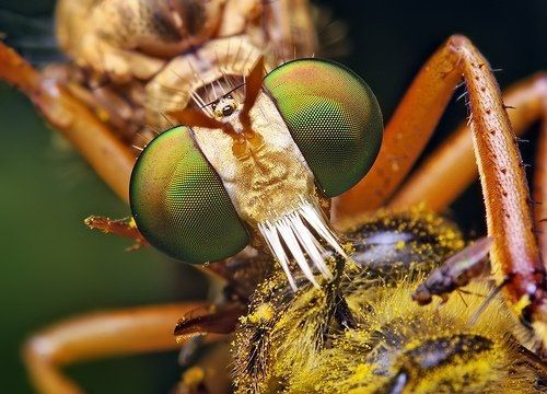 insect macro photography