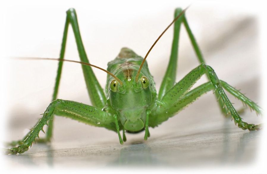 insect macro photography