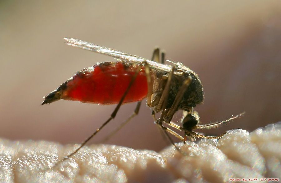 insect macro photography