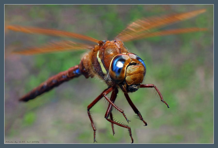 insect macro photography