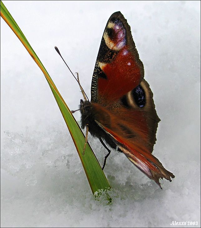 insect macro photography