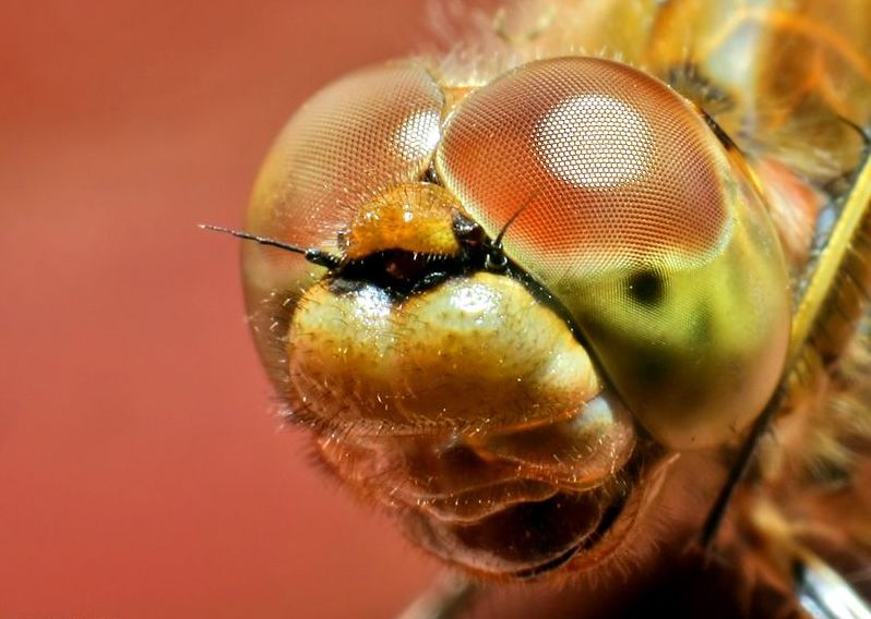 insect macro photography