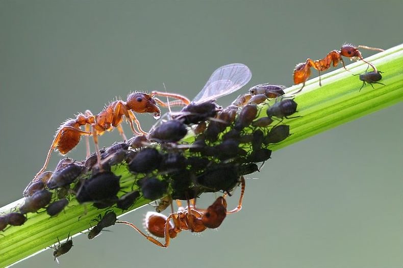 insect macro photography