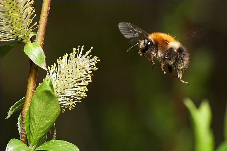 insect macro photography