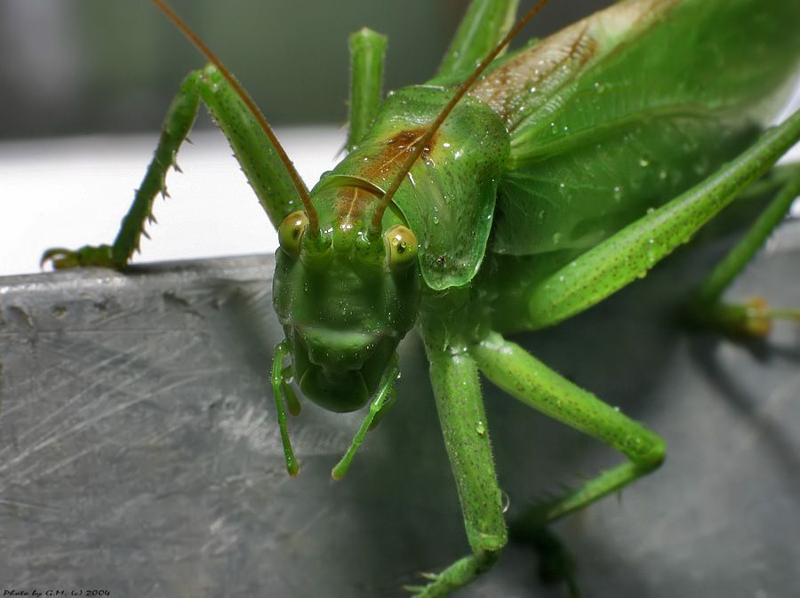 insect macro photography