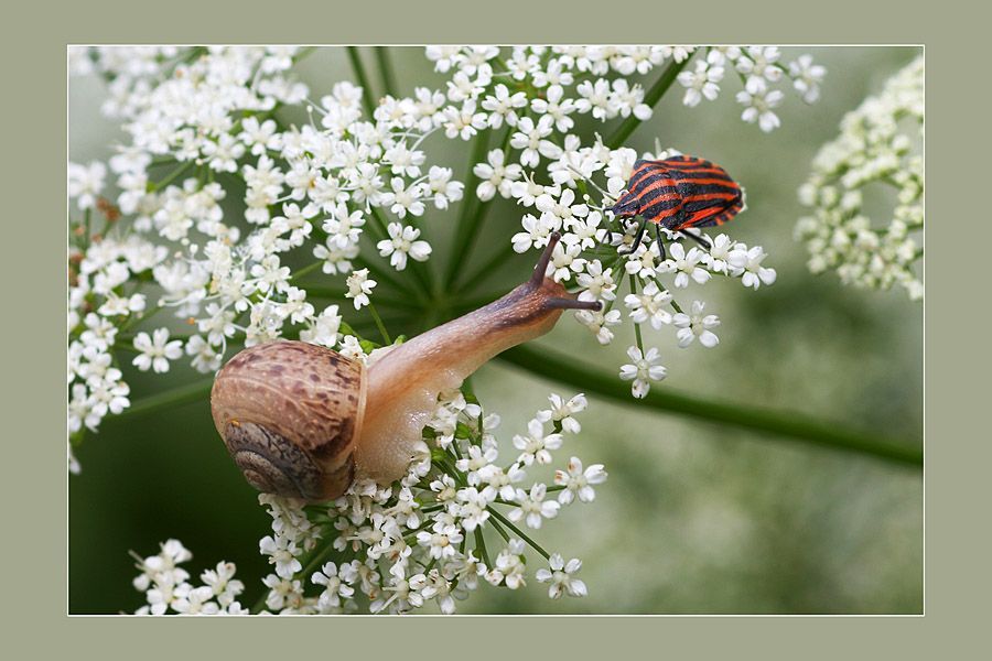 insect macro photography