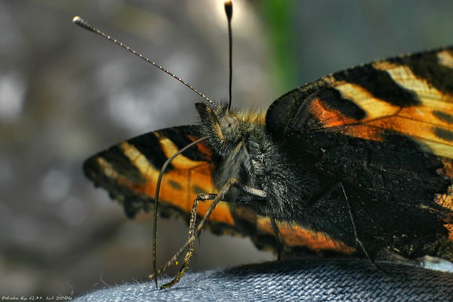 insect macro photography