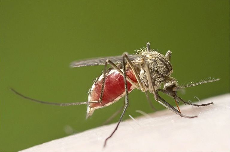 insect macro photography