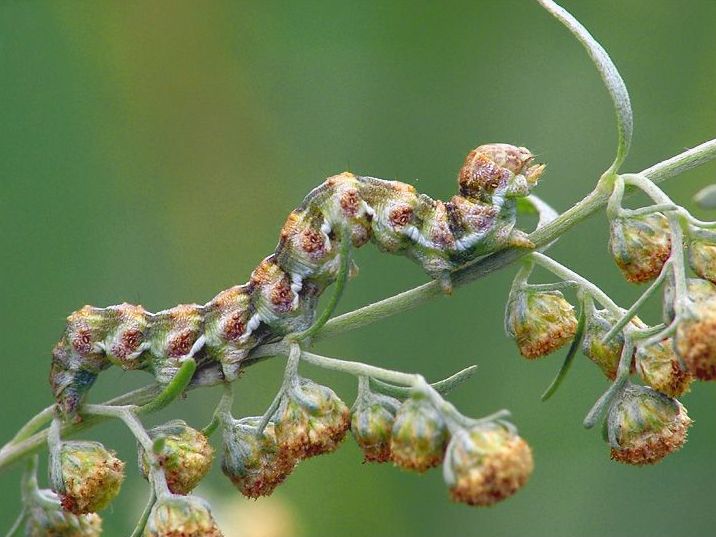 insect macro photography