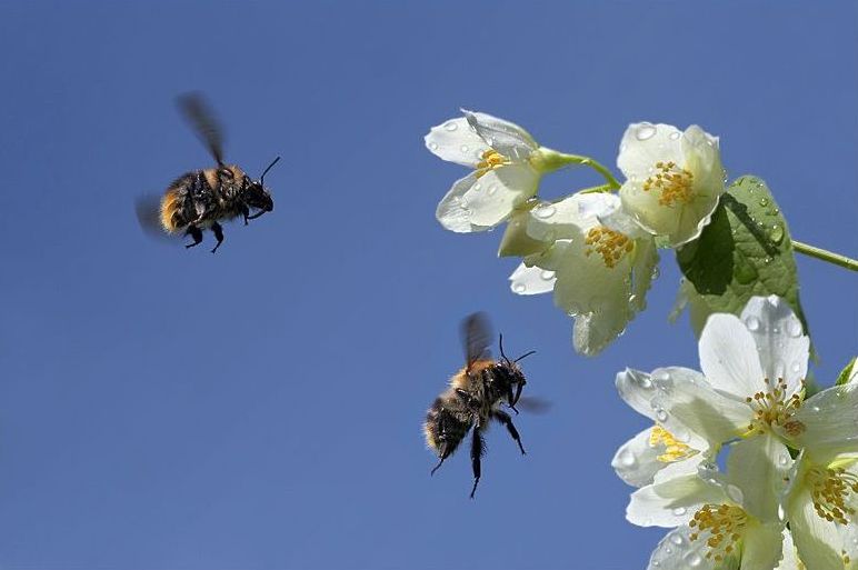 insect macro photography