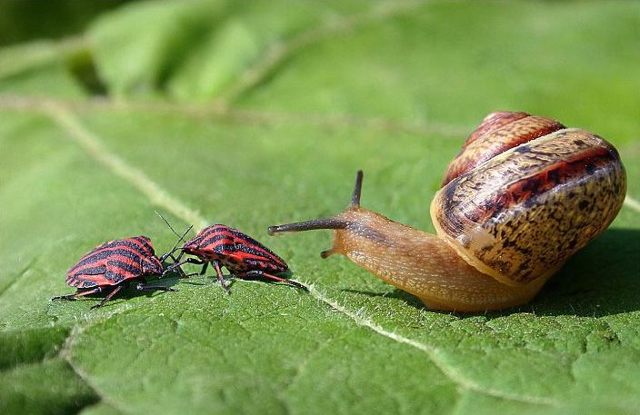 insect macro photography