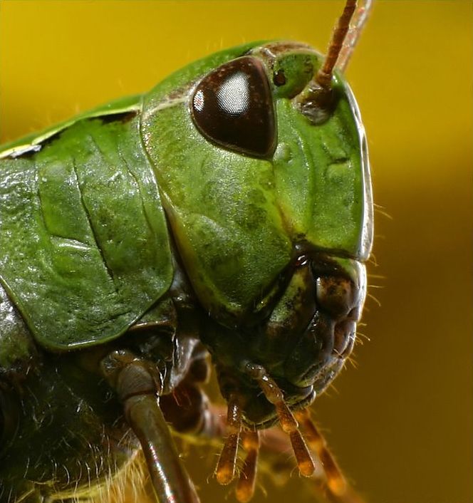 insect macro photography