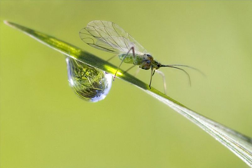 insect macro photography