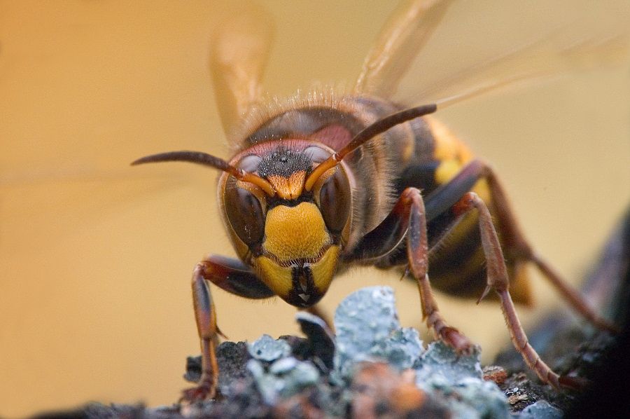 insect macro photography