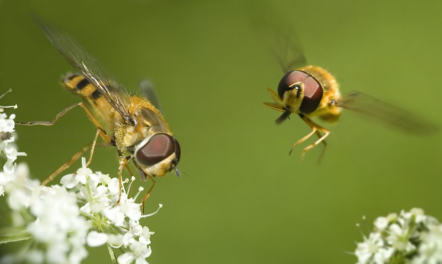 insect macro photography