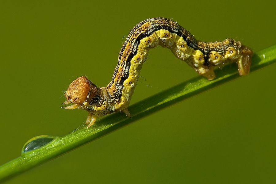 insect macro photography