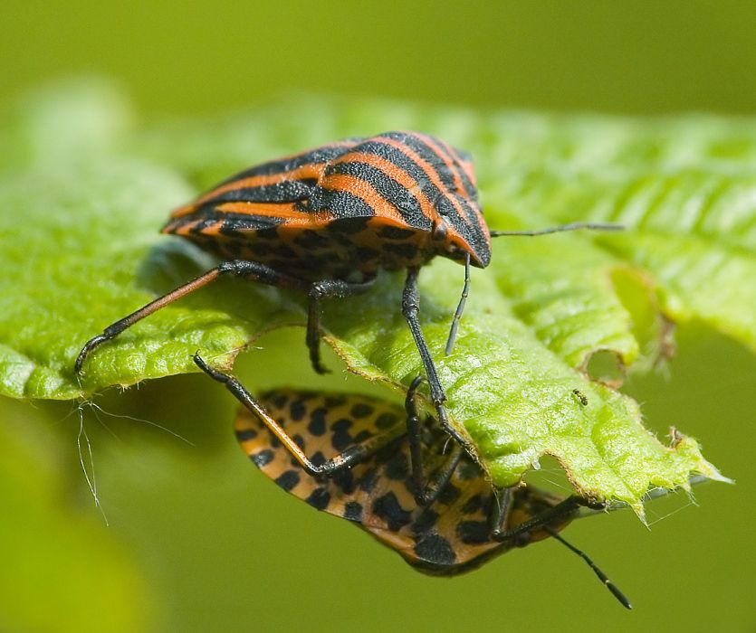 insect macro photography