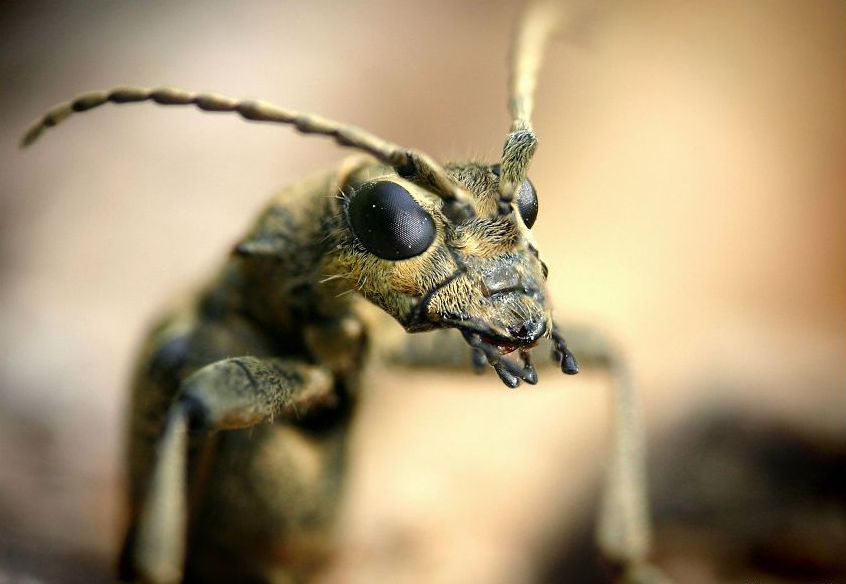 insect macro photography