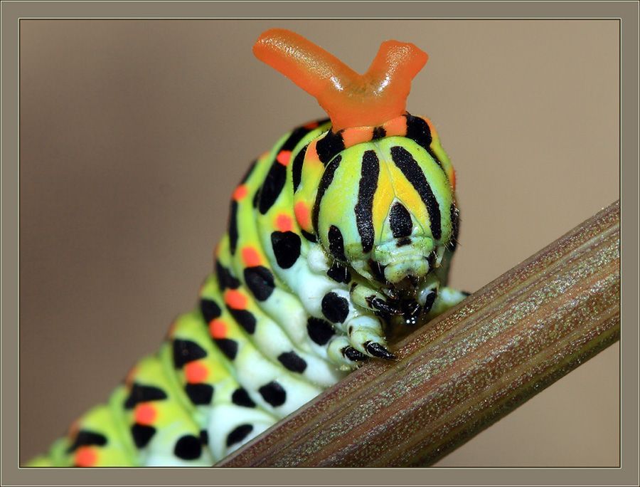 insect macro photography