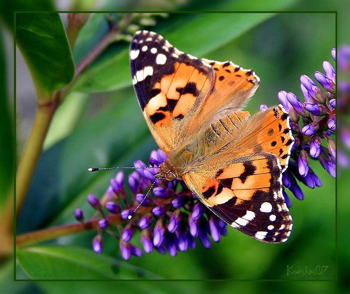 insect macro photography