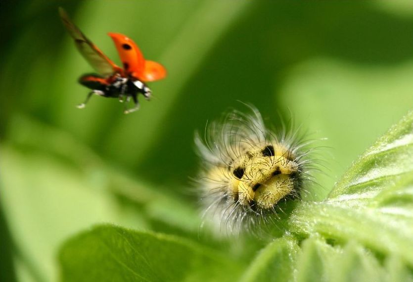 insect macro photography