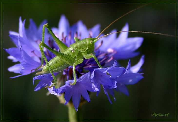 insect macro photography