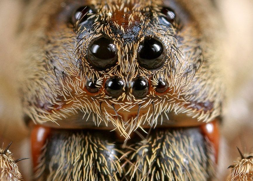 insect macro photography