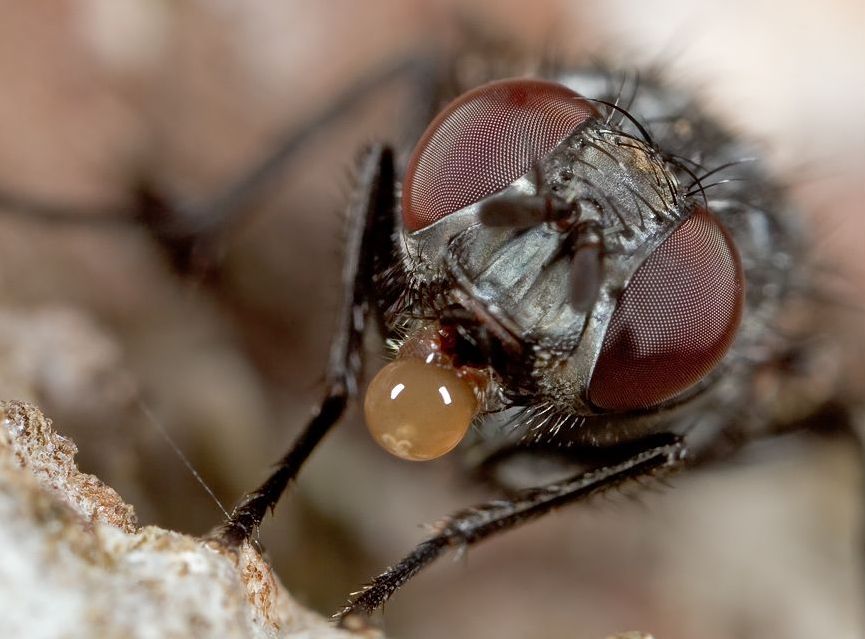 insect macro photography