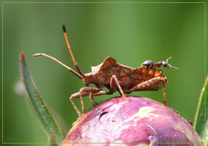 insect macro photography