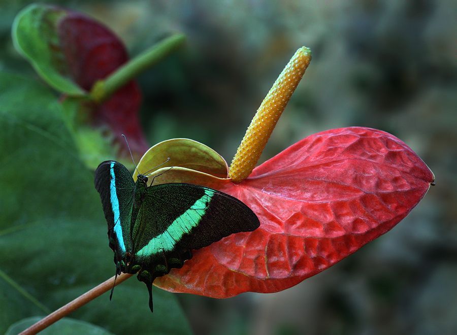 insect macro photography