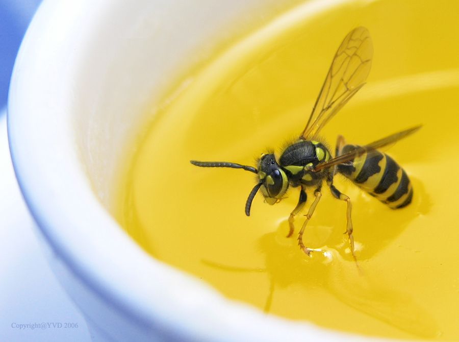 insect macro photography