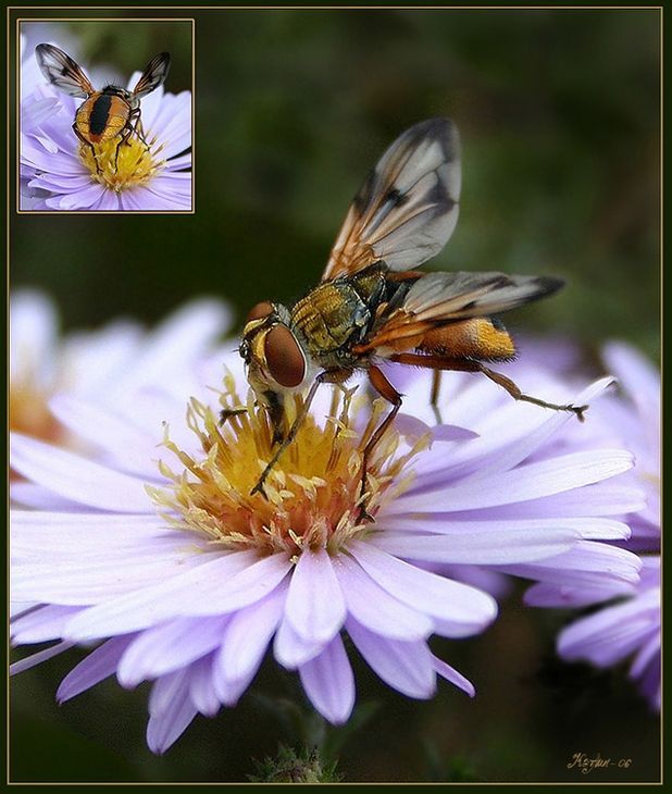 insect macro photography