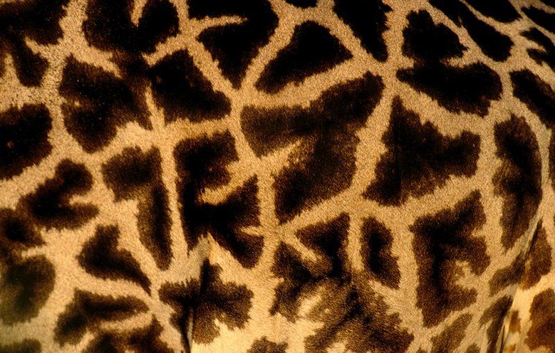 animal patterns