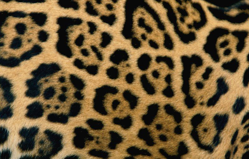 animal patterns