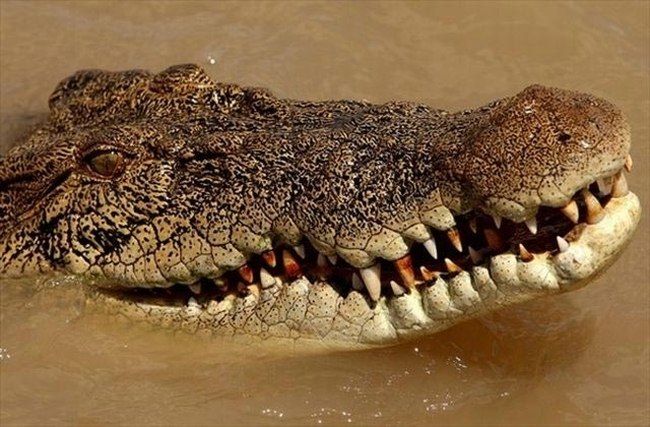 jumping crocodile