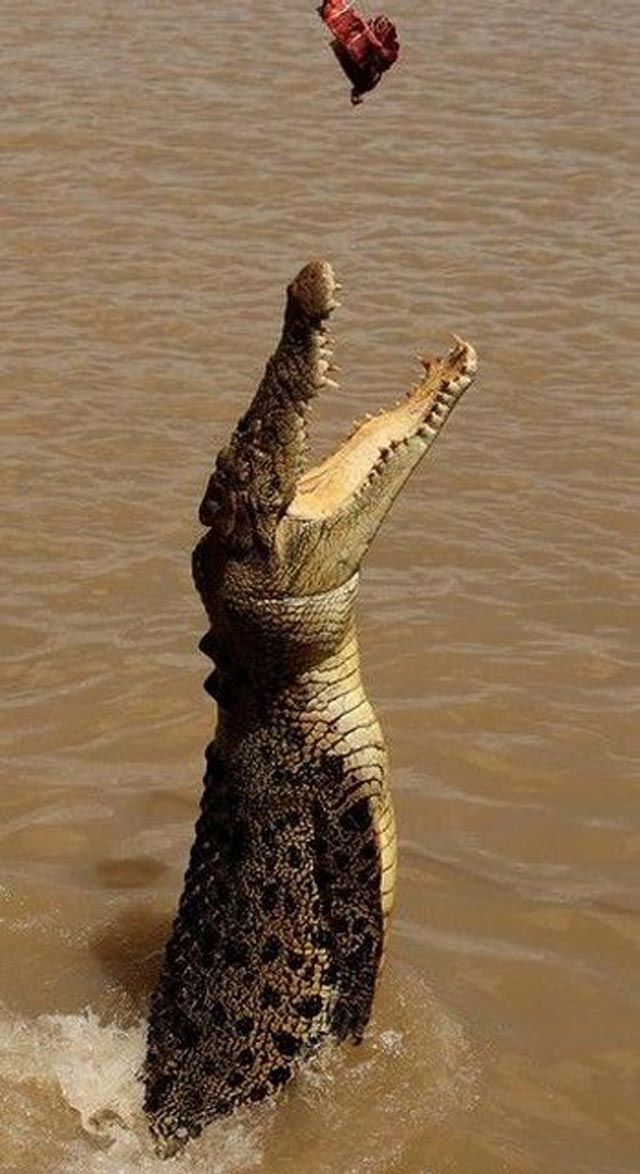 jumping crocodile